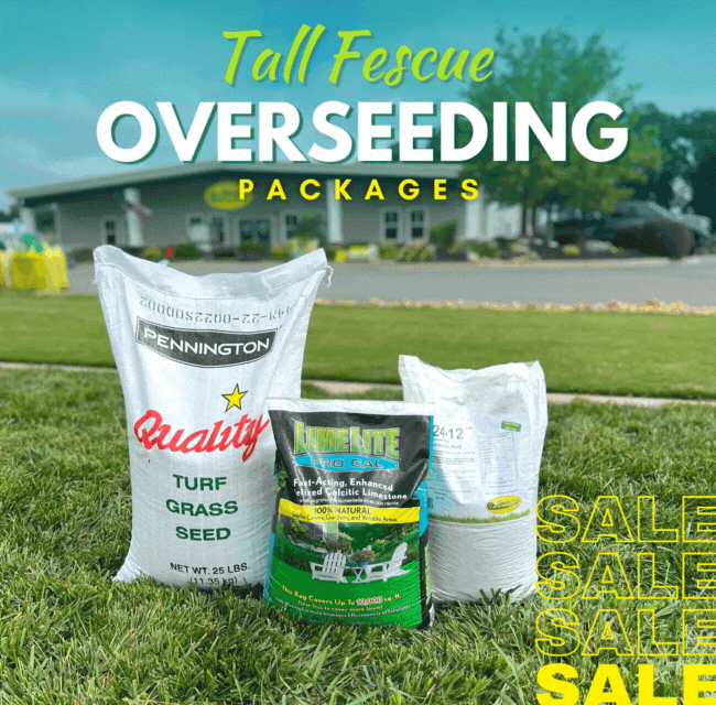 Monthly Lawn Tips for Tall Fescue Lawns Autumn Lawn Care